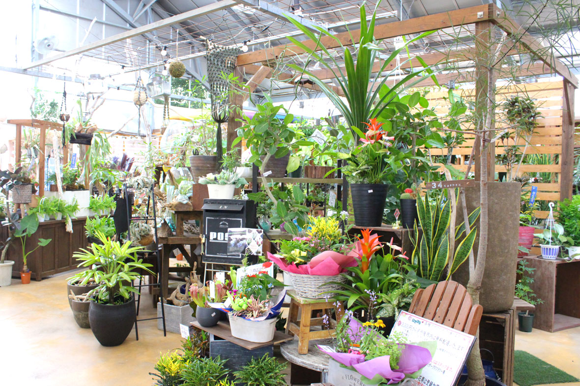 とある植物屋さん 34Garden さんとよ大宮店 | 「mint (ミント)」但馬・丹後エリアの